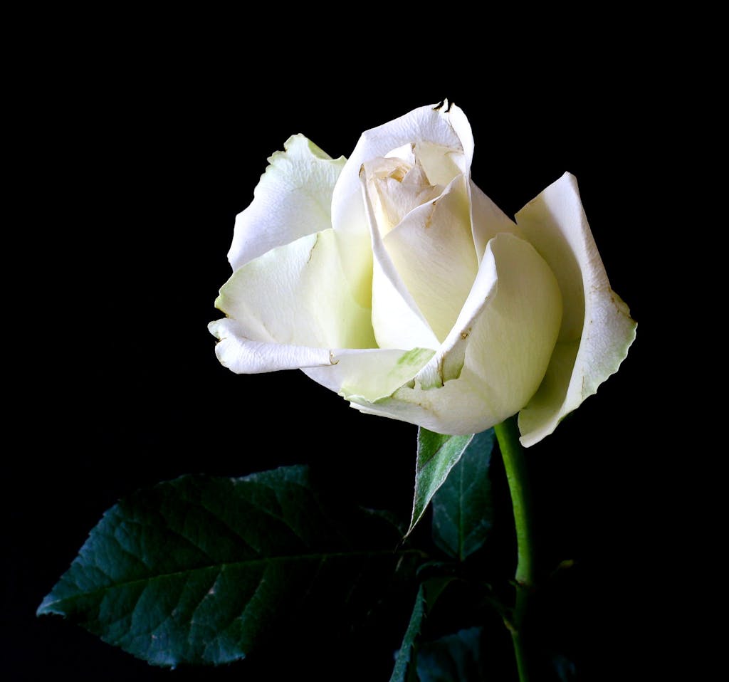 A stunning white rose bloom captured in detail against a contrasting black background, highlighting its elegance.